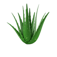 Gesundes Leben mit der Aloe Vera
